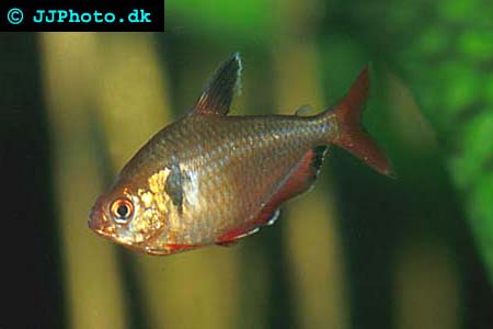 Hyphessobrycon serpae - Serpae Tetra picture