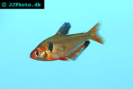 Serpae Tetra - Hyphessobrycon serpae picture