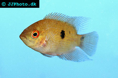 juvenile chocolate cichlid - hypselecara temporalis picture