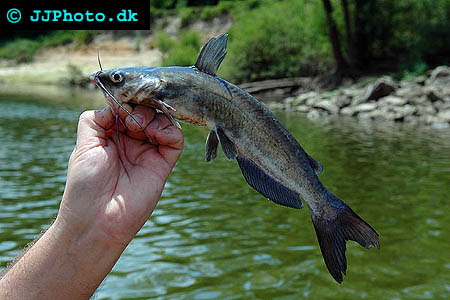 Picture of blue catfish - Ictalurus furcatus