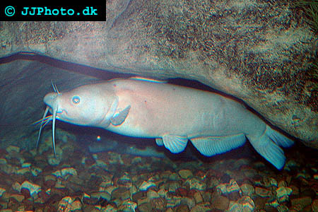 Picture of albino channel catfish - ictalurus punctatus