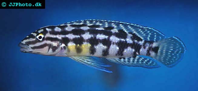 cavity brooder julidochromis marlieri