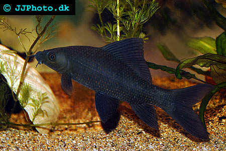 Black Shark – labeo Chrysophekadion
