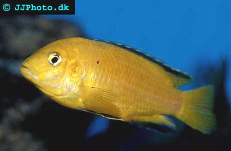 Electric Yellow Lab - Labidochromis caeruleus picture