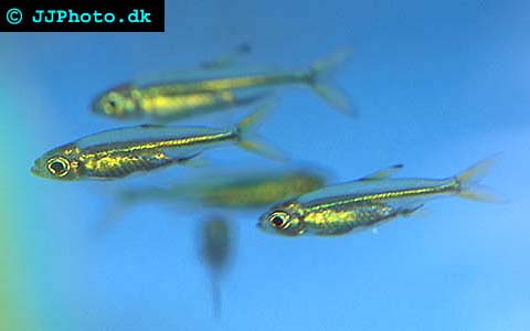 Jelly Bean Tetra - Ladigesia roloffi picture