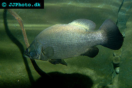 Nile perch - lates niloticus picture