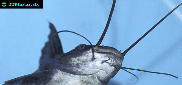Leiarius pictus - Sailfin pim, painted catfish, saddle catfish, sailfin marbled catfish picture