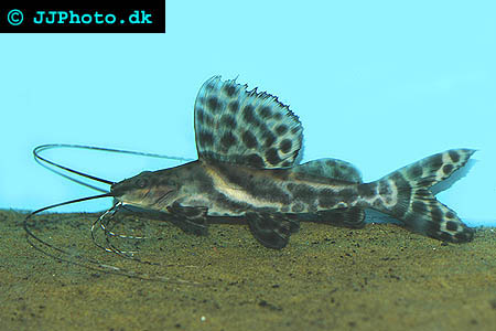 Sailfin pim, painted catfish, saddle catfish, sailfin marbled catfish - Leiarius pictus picture