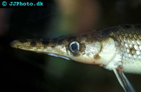  Lepisosteus platostomus - Shortnosed gar picture