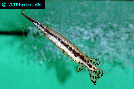 Lepisosteus platyrhincus, Florida spotted gar picture 