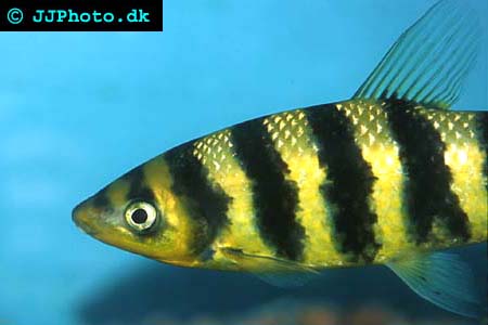 leporinus fasciatus picture