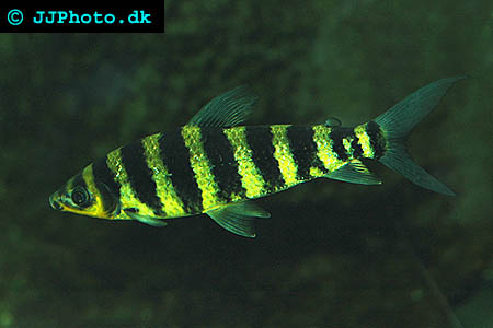 Black banded leporinus - Leporinus fasciatus picture