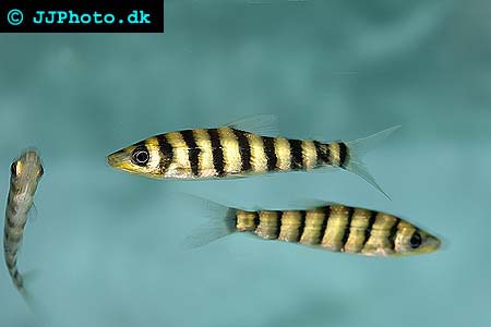 leporinus - leporinus fasciatus picture