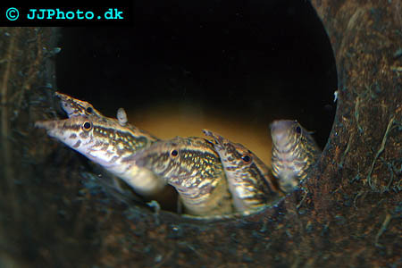 Peacock Eels