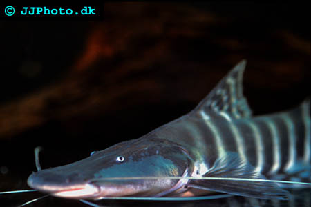 Zebra Shovelnose, Tigrinus catfish - Merodontotus tigrinus picture