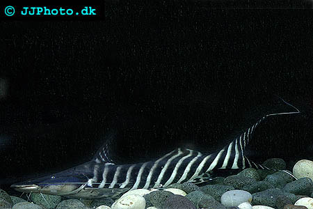 Merodontotus tigrinus - Zebra Shovelnose, Tigrinus catfish picture