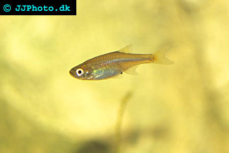 Dwarf red rasbora - Microrasbora rubescens picture