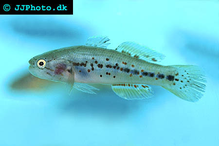 Purple spotted gudgeon - Morgurnda adspersa picture