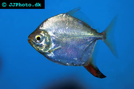 Red Hook Silver Dollar - Myleus rubripinnis picture