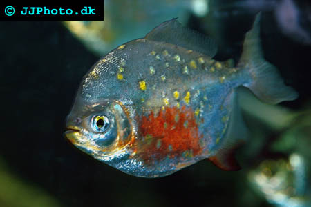 Myleus rubripinnis luna - Red Hook Silver Dollar picture
