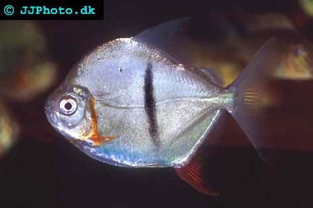 Myleus schomburgki - Black-Barred Myleus picture