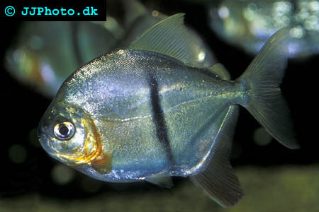 Black-Barred Myleus - Myleus schomburgki picture