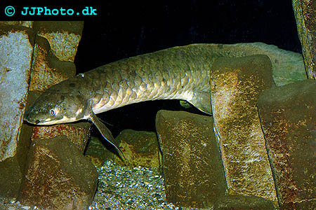 neoceratodus forsteri  picture
