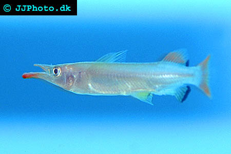 Celebes Halfbeak - Nomorhamphus liemi picture