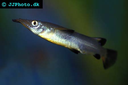 Nomorhamphus liemi - Celebes Halfbeak picture