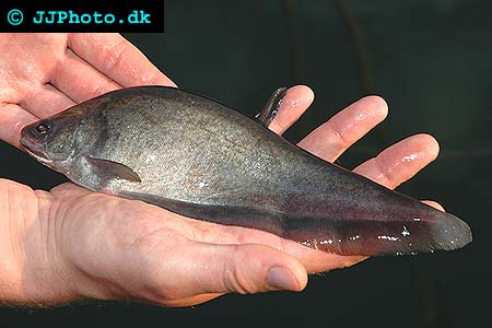Notopterus notopterus - Asian Knifefish picture