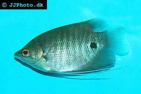 Osphronemus exodon - Giant Gourami, Elephant Ear Gourami