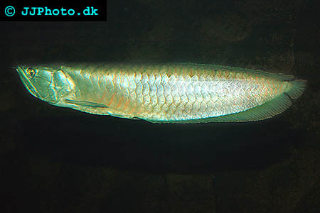 Silver Arowana – Osteoglossum bicirrhosum