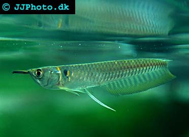 Juvenile Silver Arowana – Osteoglossum bicirrhosum