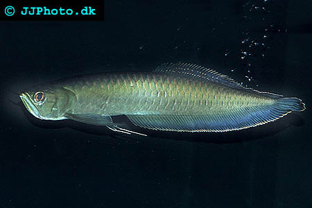  Black Arowana – Osteoglossum ferreirai