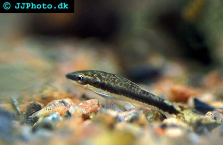 otocinclus catfish picture