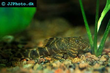 Panaque maccus - Clown Pleco picture