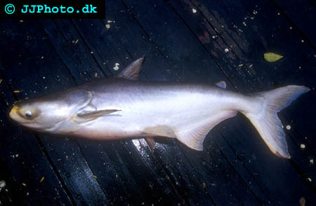 Picture of giant mekong catfish