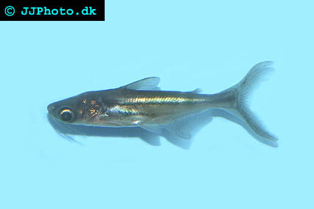 Picture of juvenile giant mekong catfish