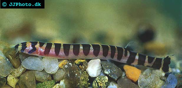  Coolie loach - Pangio kuhlii picture