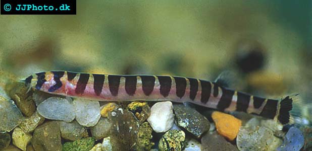 Coolie loach - Pangio kuhlii picture