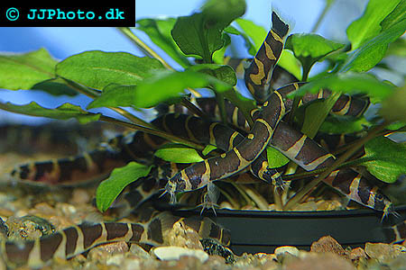 Pangio kuhlii -  Coolie loach picture