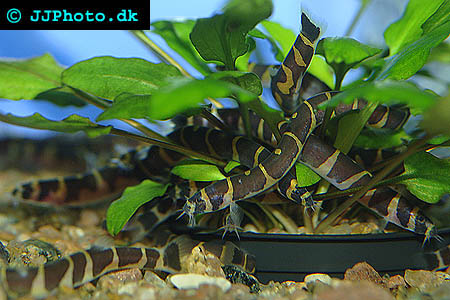 Pangio kuhlii - Coolie loach picture