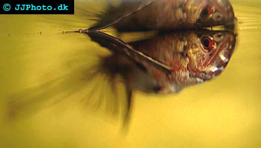 Pantodon buchholzi - Freshwater butterflyfish picture