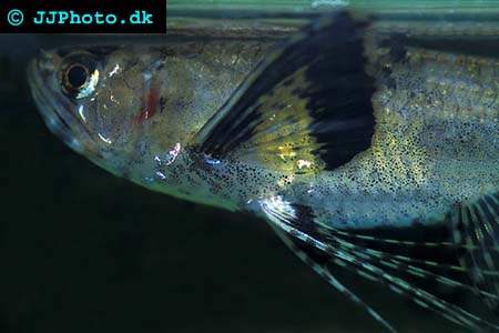 Freshwater butterflyfishx - PPantodon buchholzi picture