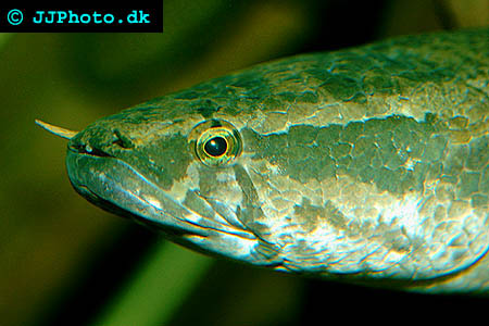 African Snakehead - Parachanna obscura picture