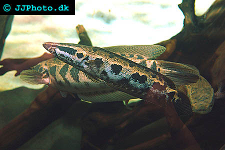 Parachanna obscura - African Snakehead picture
