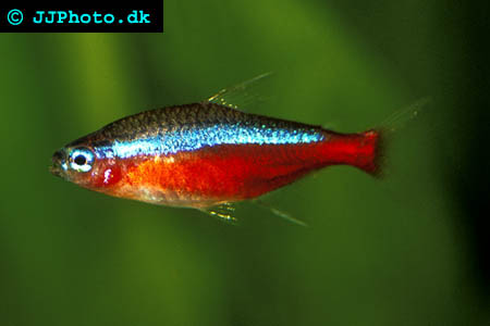 Paracheirodon axelrodi - Cardinal Tetra picture