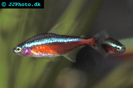  cardinal tetra picture