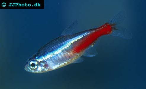 Paracheirodon innesi - Neon Tetra picture