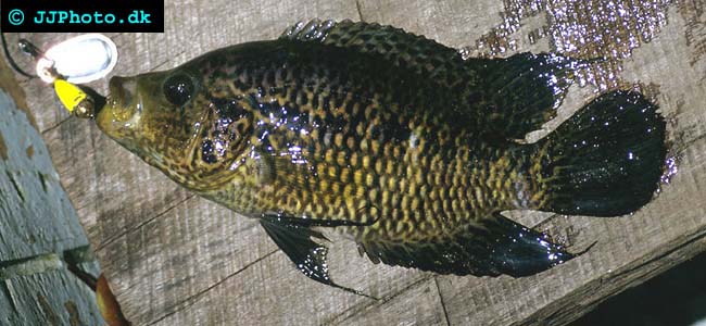wolf cichlid